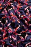 Top van het merk Fabienne Chapot met turtleneck en lange mouwen van velvet stretch kwaliteit met flora print in de kleuren black/blue magic.